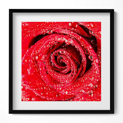 Tablou rama unic Rouă pe petalele unui trandafir roșu