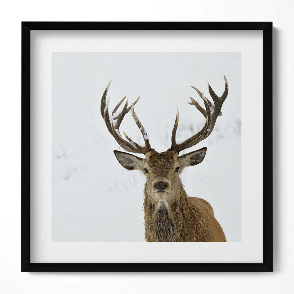 Tablou living cu rama unic Cerbul maiestuos