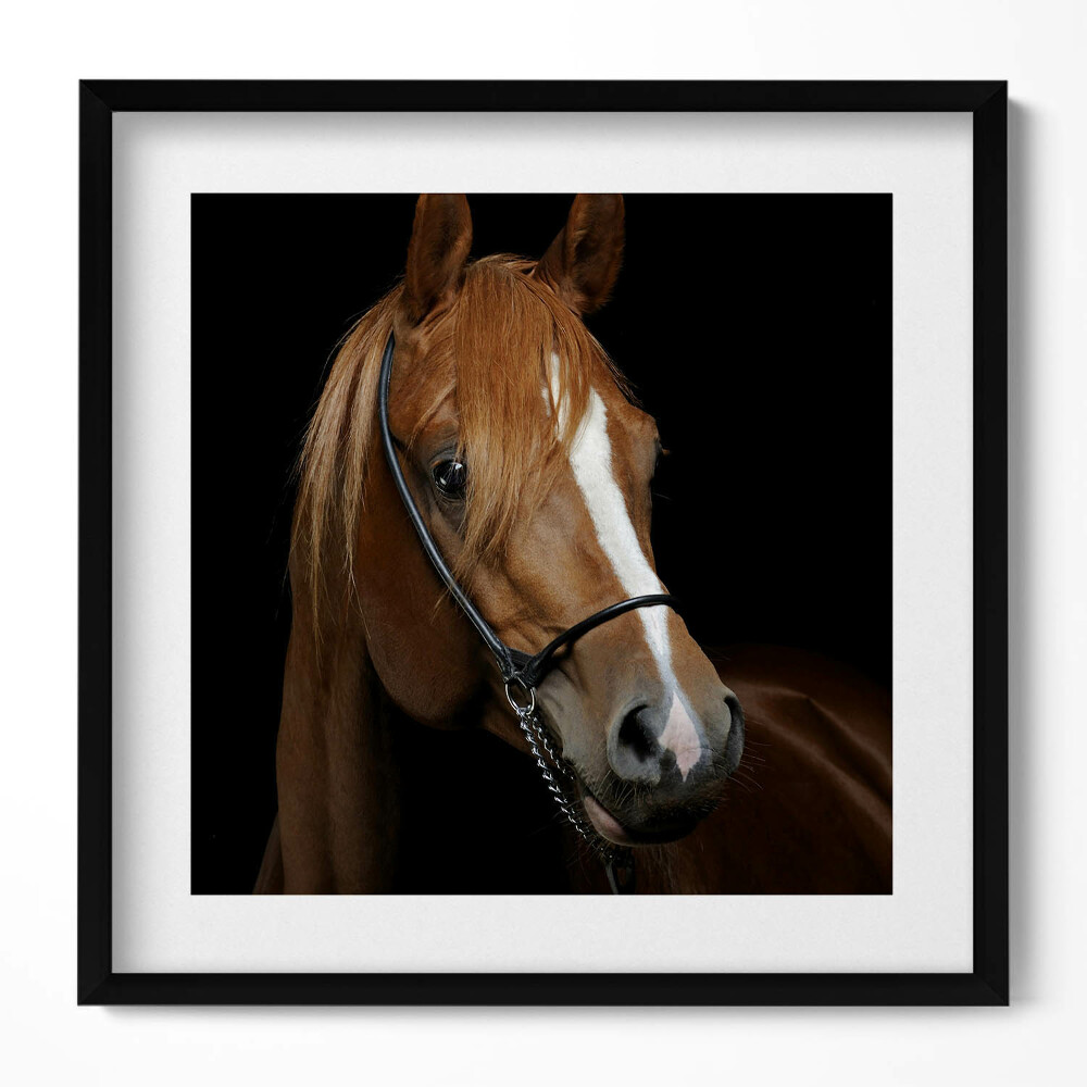 Tablou rama unic Cal brun