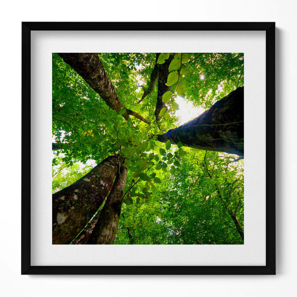 Tablou living cu rama unic Copaci cu frunze verzi