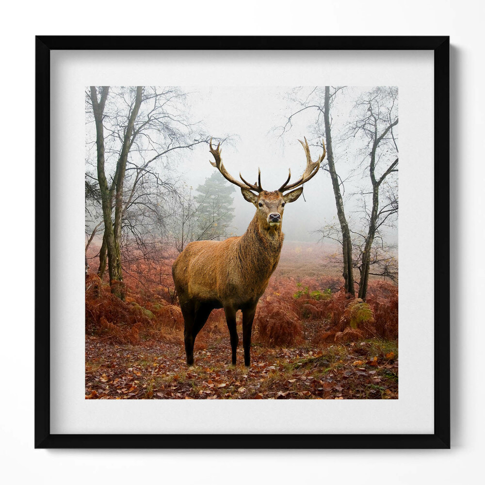 Tablou rama unic Cerbi în pădure în toamnă