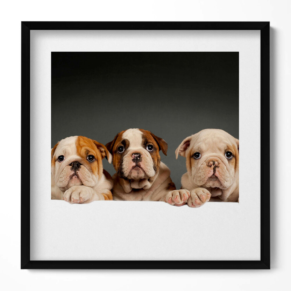 Tablou rama unic Trei căței de câine