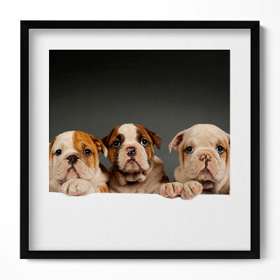 Tablou rama unic Trei căței de câine