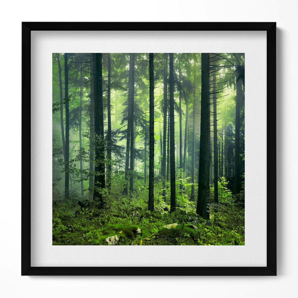 Tablou living cu rama unic Peisaj de copaci și vegetație forestieră