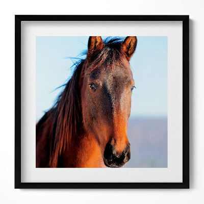 Tablou living cu rama unic Cap de cal maro