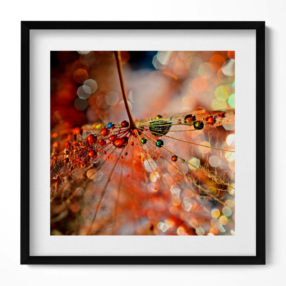 Tablou rama unic Păpădie și rouă