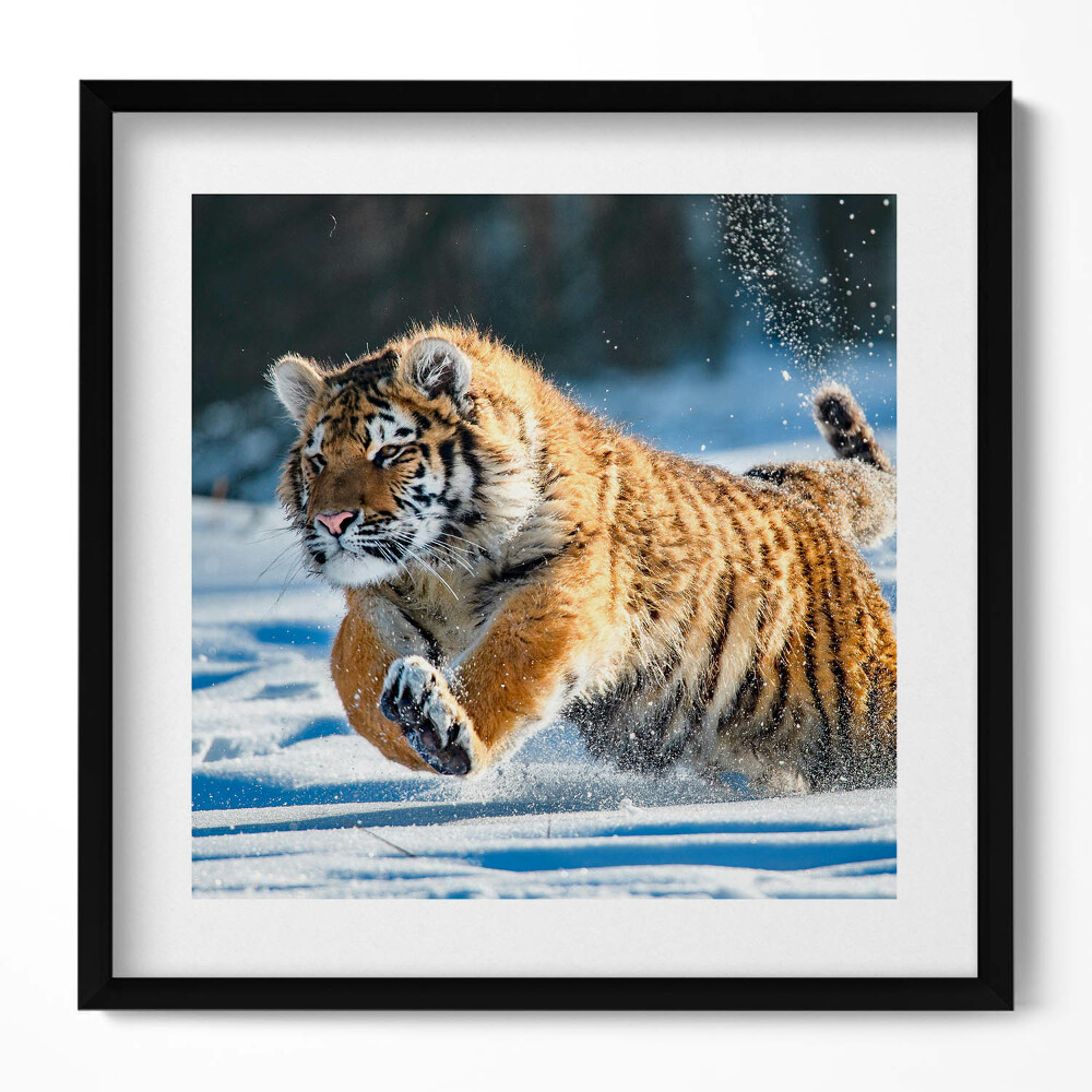 Tablou rama unic Tigru pufos în zăpadă