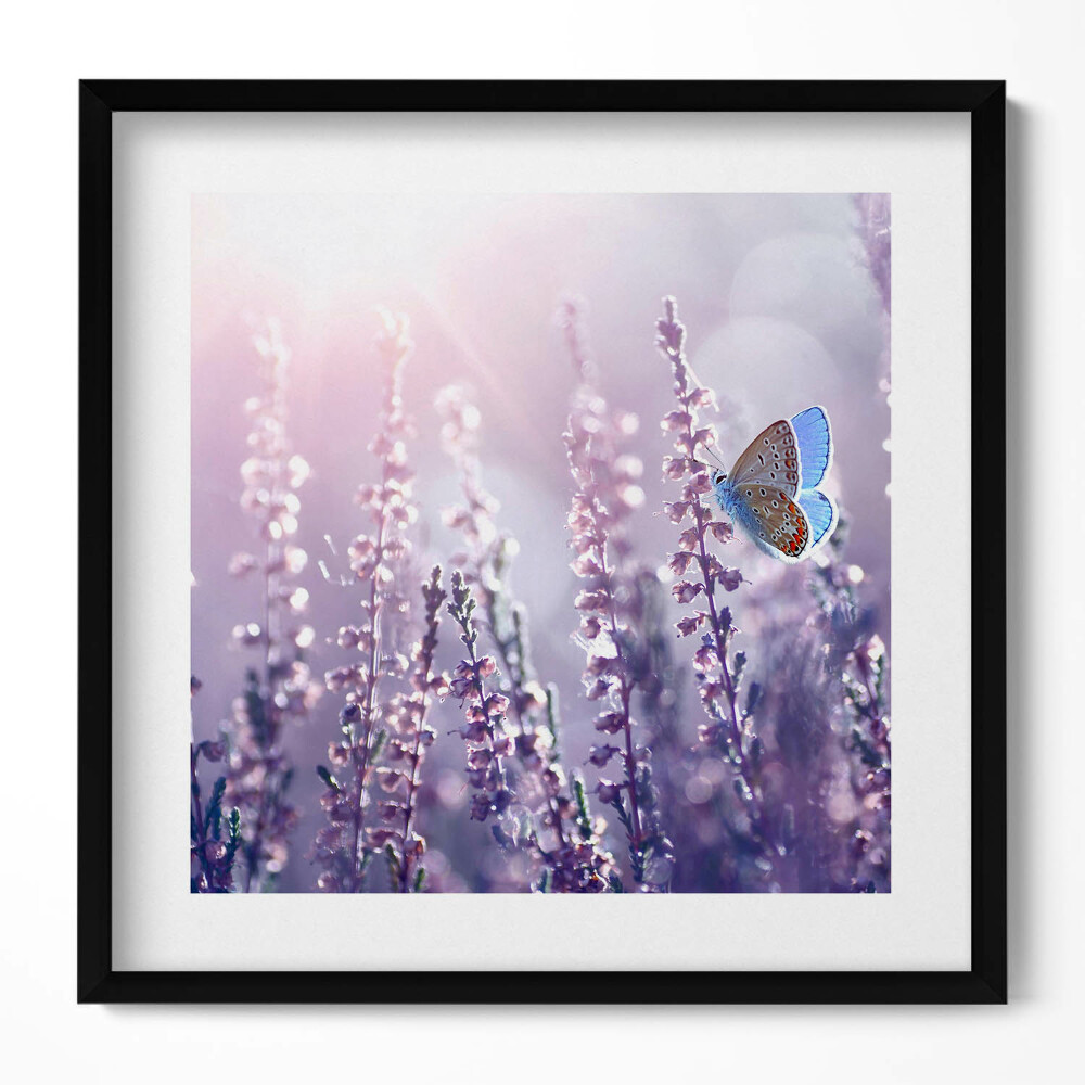 Tablou living cu rama unic Fluture pe flori sălbatice