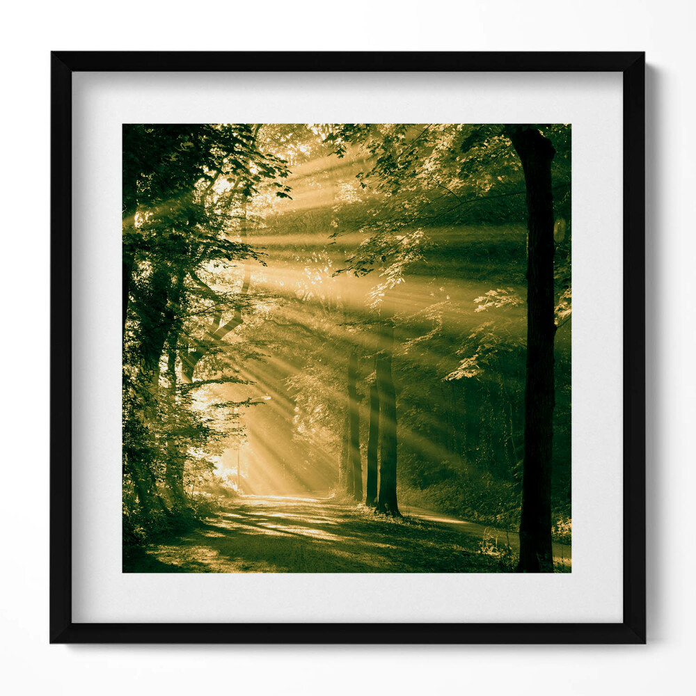 Tablou rama unic Razele soarelui în pădure
