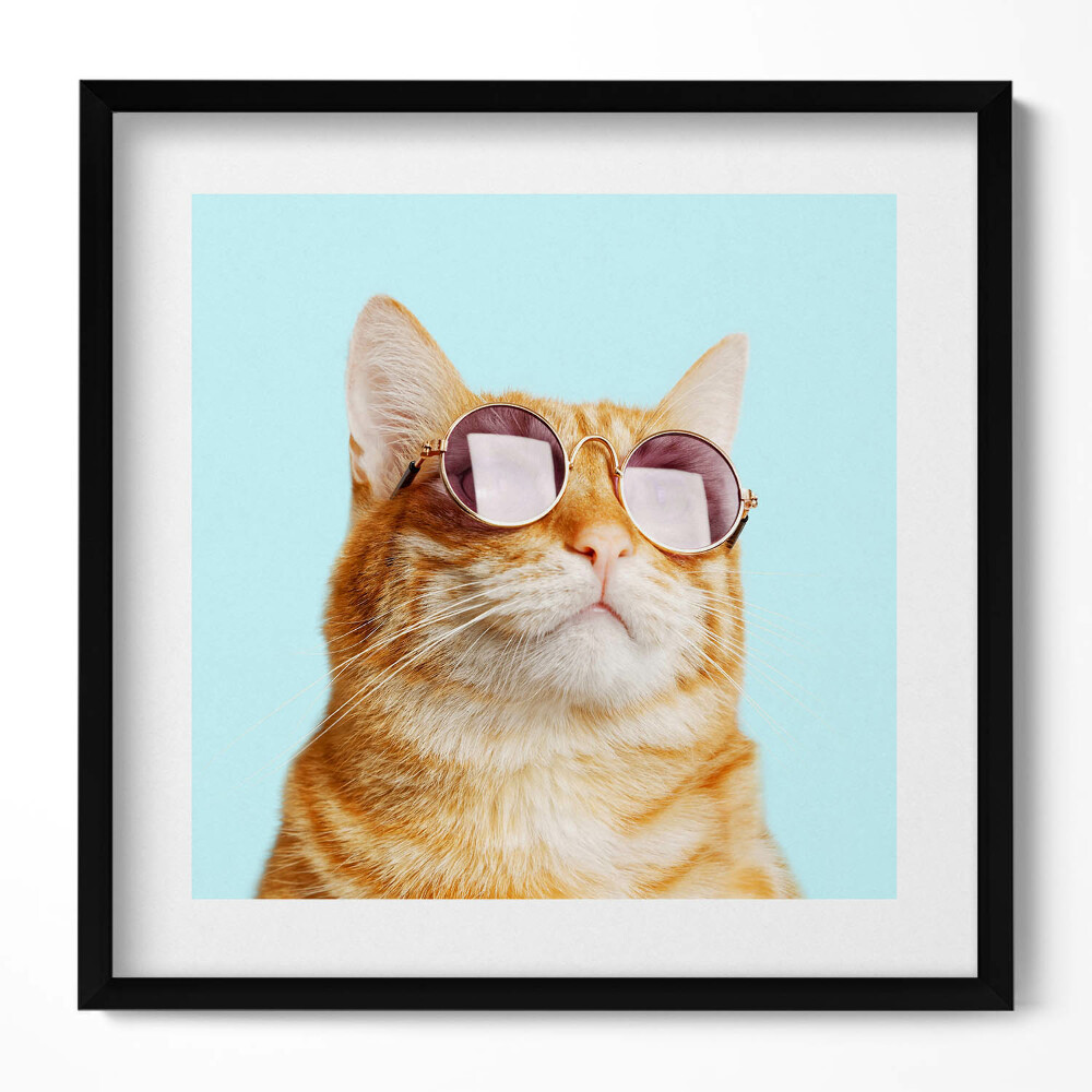 Tablou living cu rama unic Pisică amuzantă cu ochelari