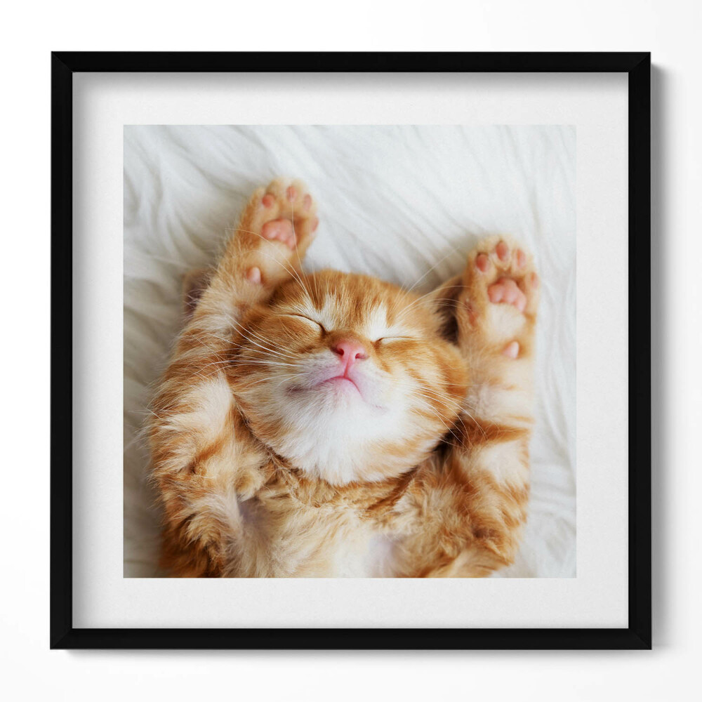 Tablou living cu rama unic Pisicuță adormită