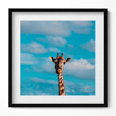 Tablou living cu rama unic Cap de girafă pe cer