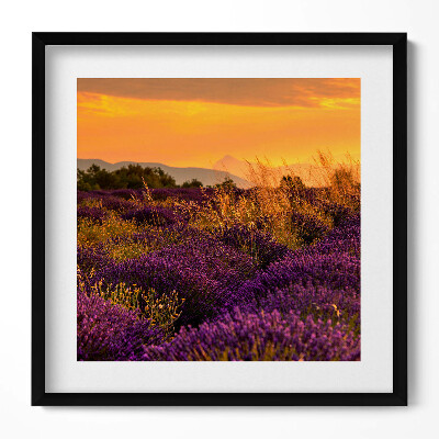 Tablou rama unic Pajiște de lavandă Provence Franța