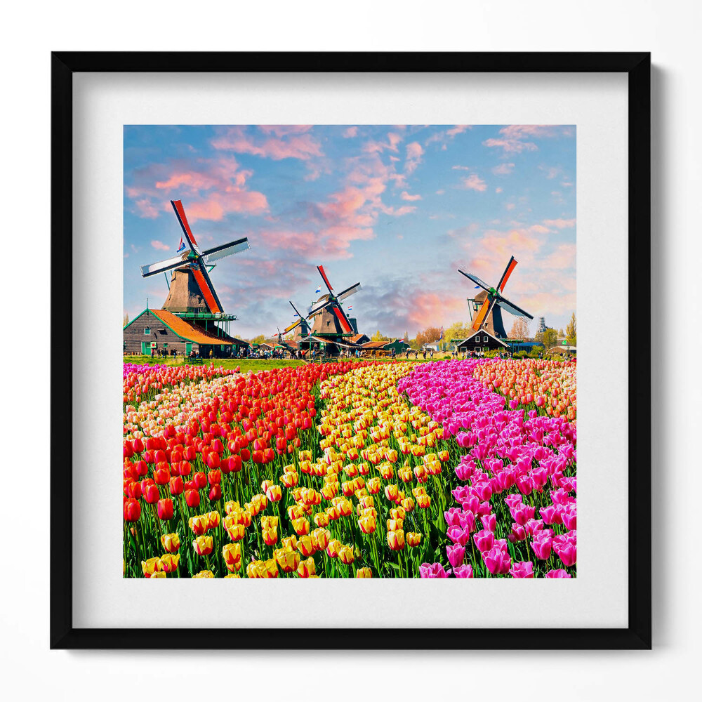 Tablou living cu rama unic Peisaj cu lalele Olanda