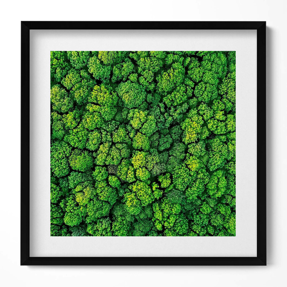 Tablou rama unic Pădurea din vedere