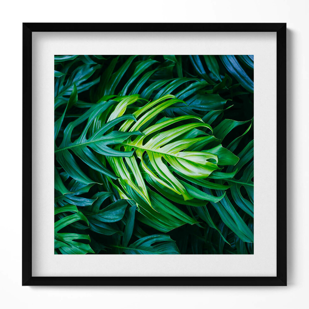 Tablou living cu rama unic Frunze de Monstera sălbatică