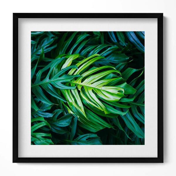 Tablou living cu rama unic Frunze de Monstera sălbatică