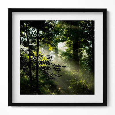 Tablou rama unic Razele soarelui și copacii