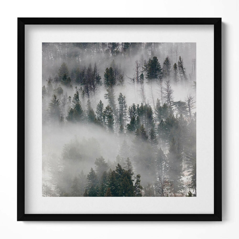 Tablou living cu rama unic Peisaj de pădure cețos