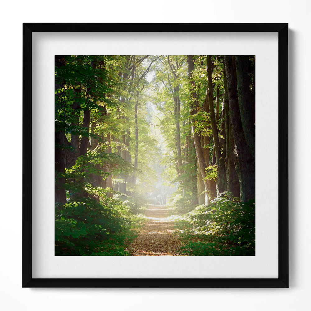 Tablou living cu rama unic Drum forestier printre copaci