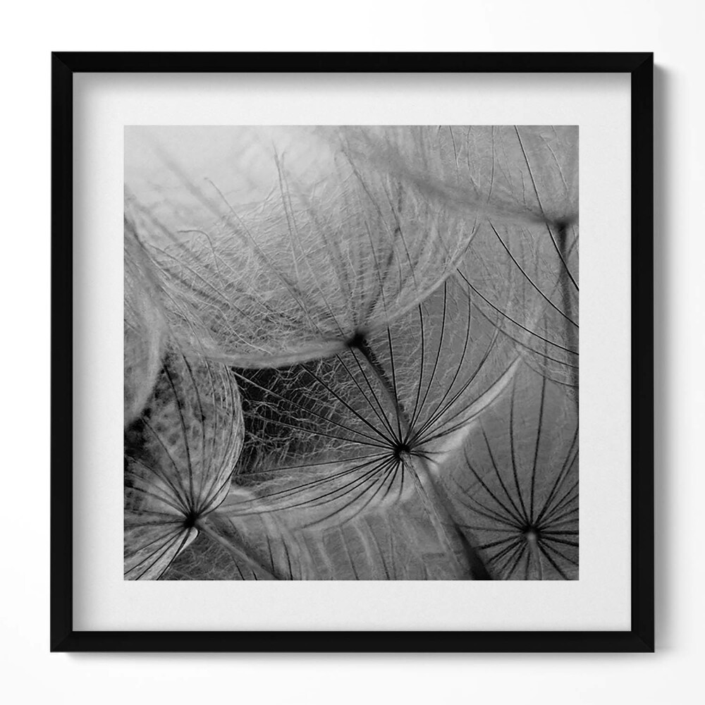 Tablou living cu rama unic Prim-plan alb-negru al unei păpădii