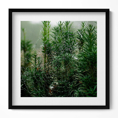 Tablou rama unic Pânză de păianjen cu rouă pe un copac