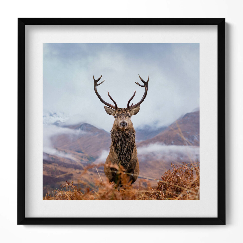 Tablou rama unic Un cerb într-o poiană de munte