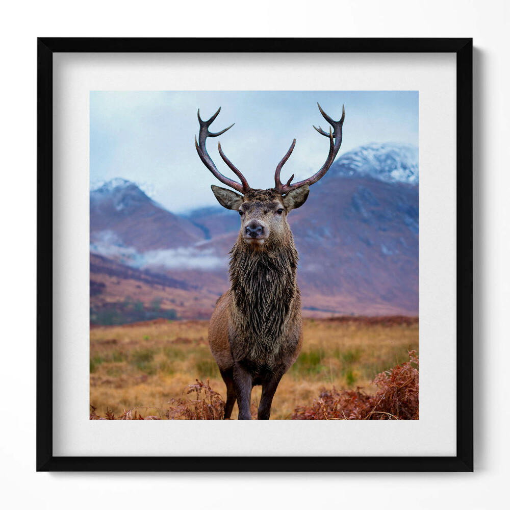 Tablou living cu rama unic Un cerb impunător într-o poiană de munte