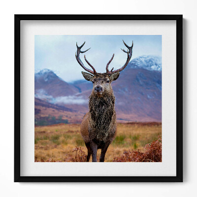 Tablou living cu rama unic Un cerb impunător într-o poiană de munte