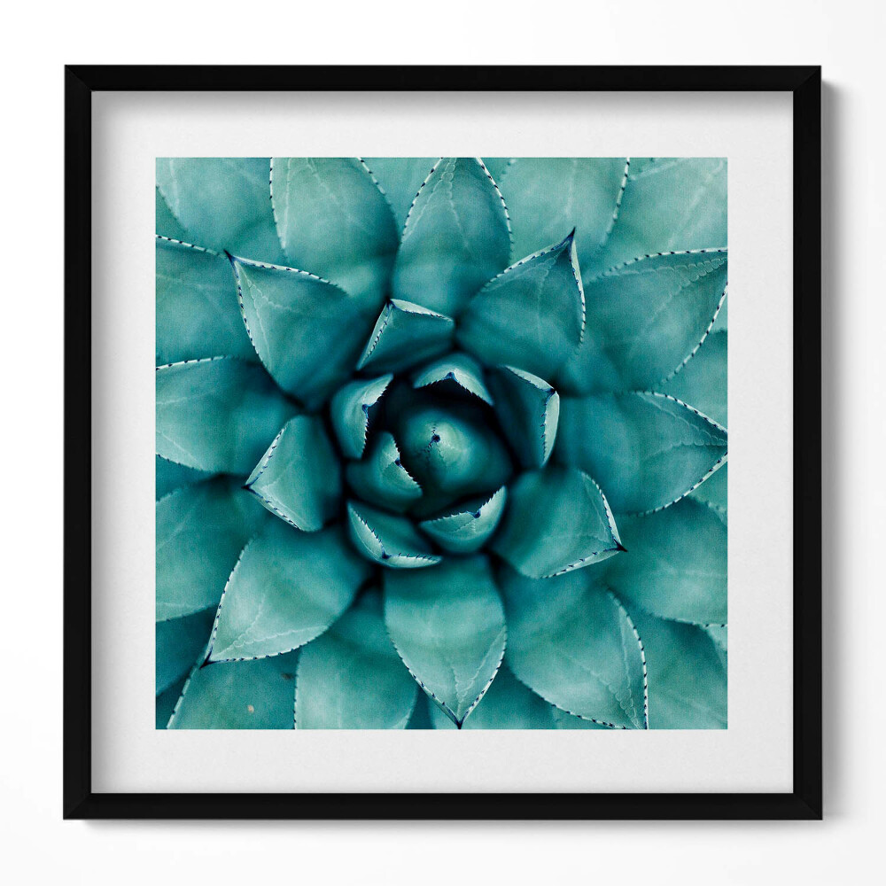 Tablou rama unic Plantă suculentă verde