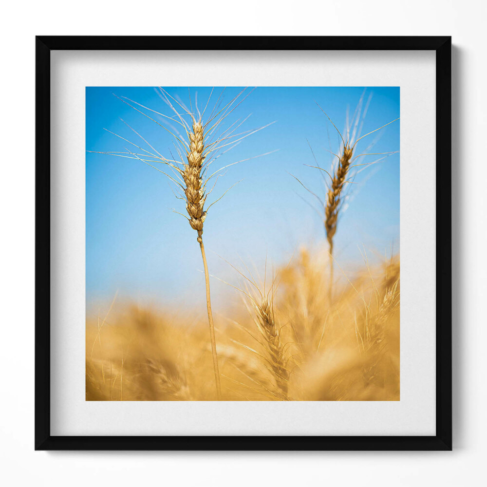 Tablou living cu rama unic Șuvițe de porumb pe cer