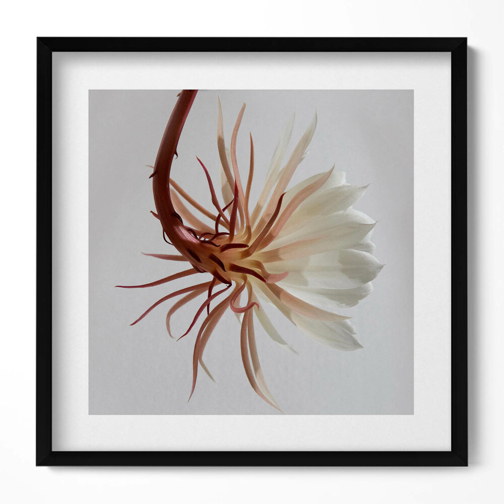 Tablou rama unic Plantă boho delicată