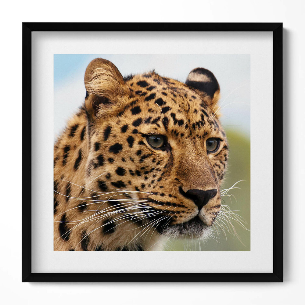 Tablou living cu rama unic Cap de pisică de animal sălbatic