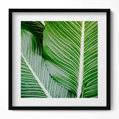 Tablou living cu rama unic Frunze verzi exotice