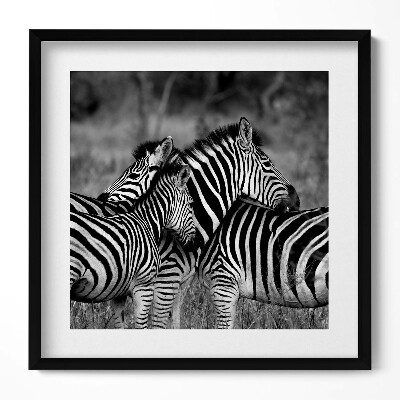 Tablou rama unic Zebre care se îmbrățișează
