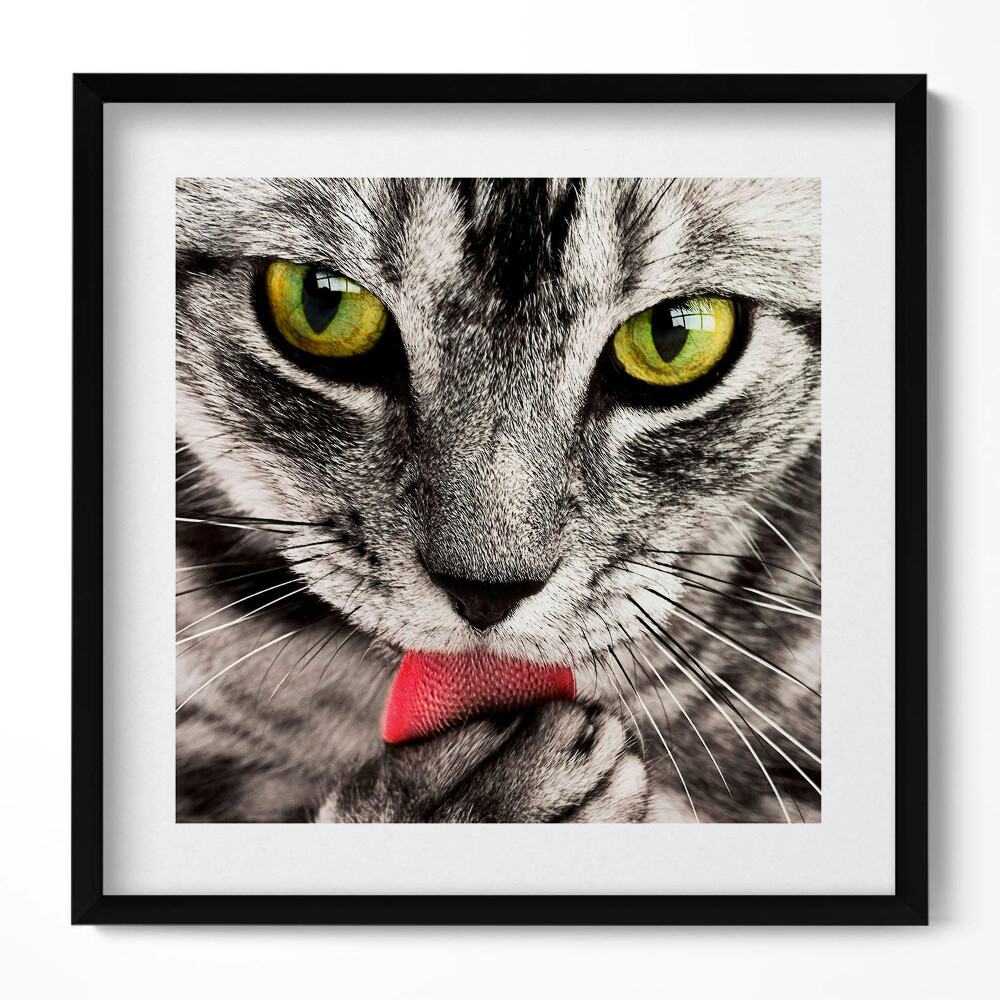 Tablou living cu rama unic Ochi de pisică gri
