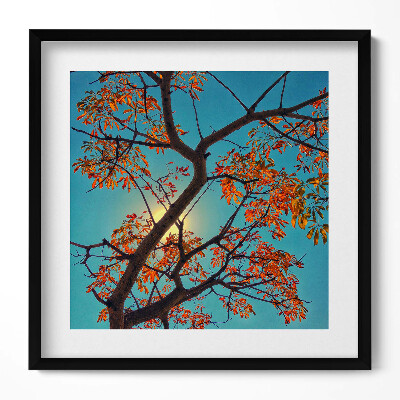 Tablou rama unic Copac și soare de toamnă