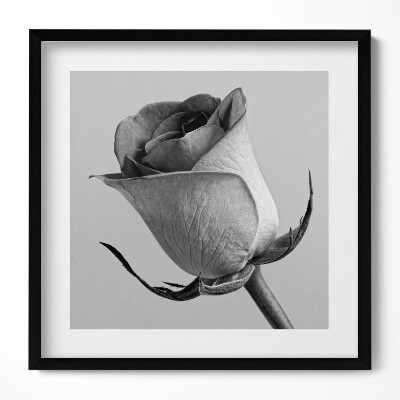 Tablou living cu rama unic Floare mică de trandafir gri