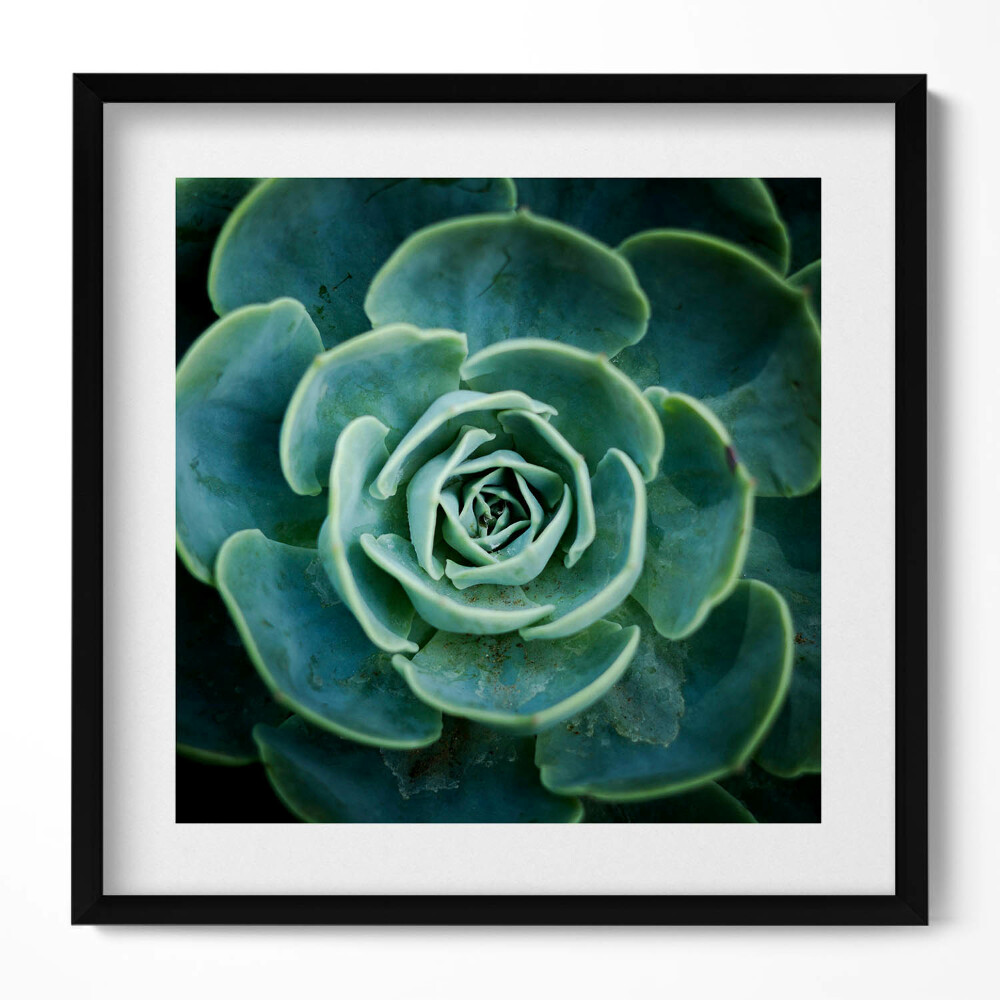 Tablou rama unic Plantă suculentă verde