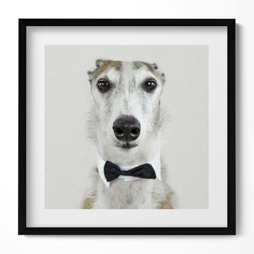Tablou rama unic Portretul unui câine cu papion