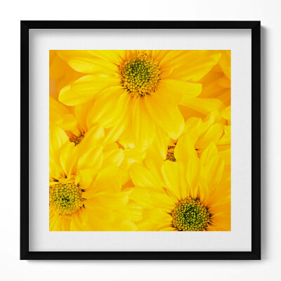 Tablou living cu rama unic Petale de flori