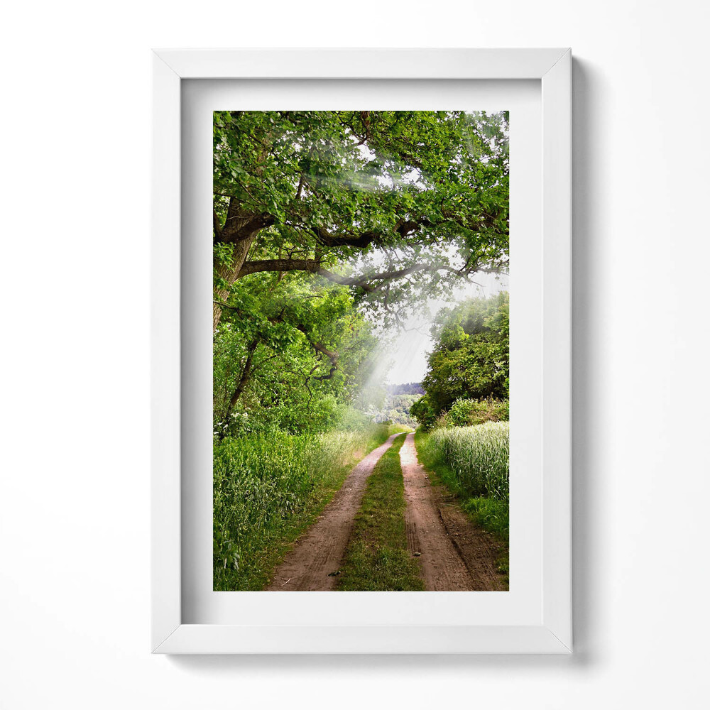 Tablou rama decorativ Cale, copaci și raze de soare