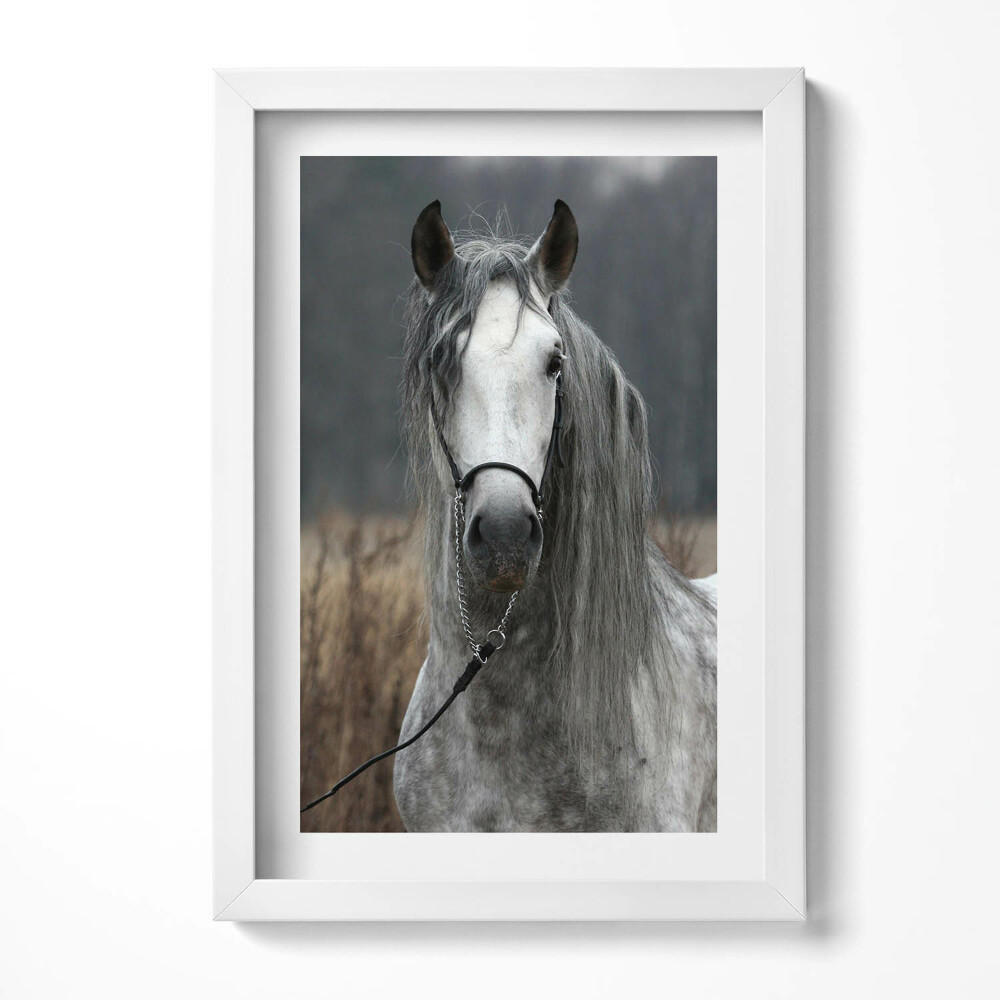 Tablou rama decorativ Cal alb