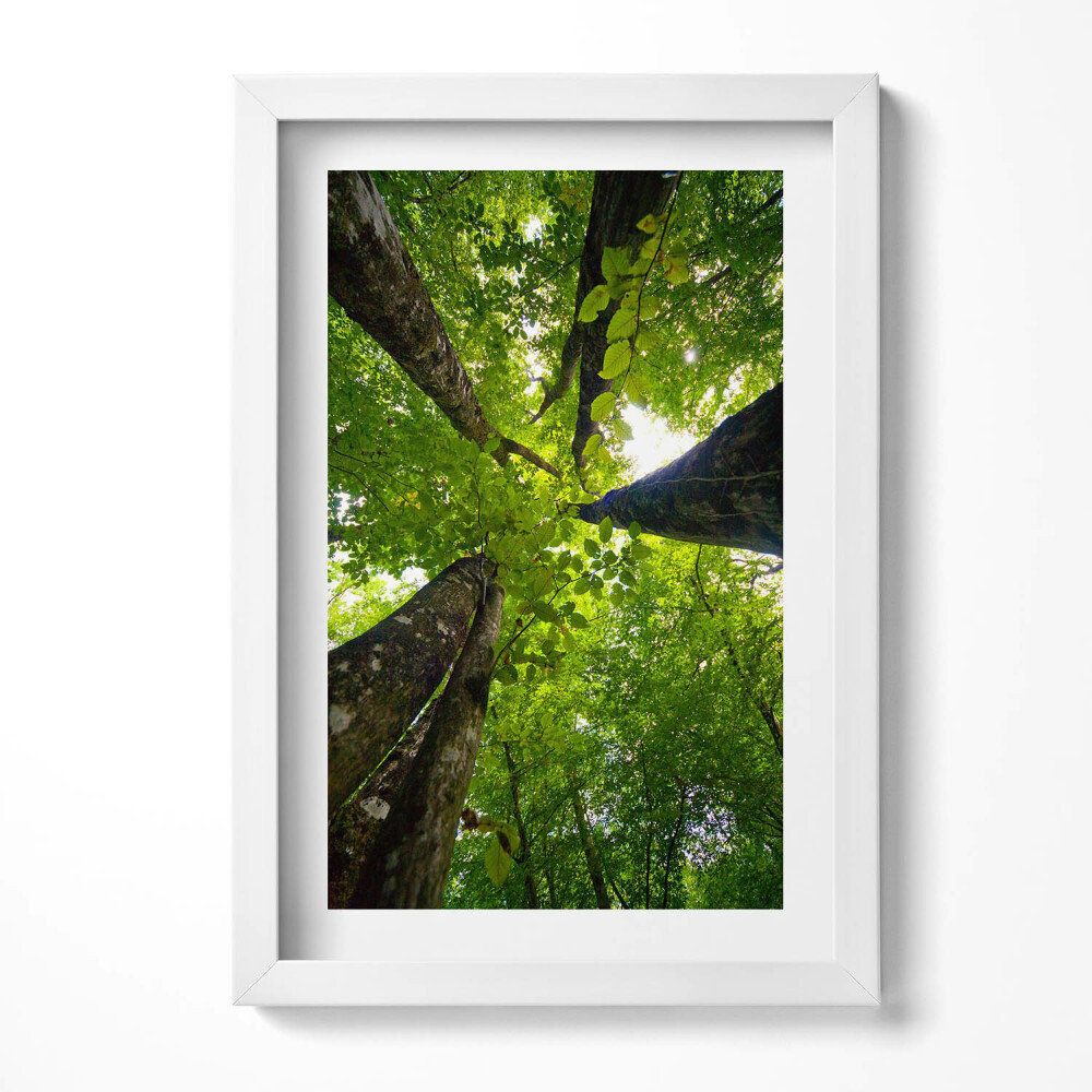 Tablou rama decorativ Copaci cu frunze verzi