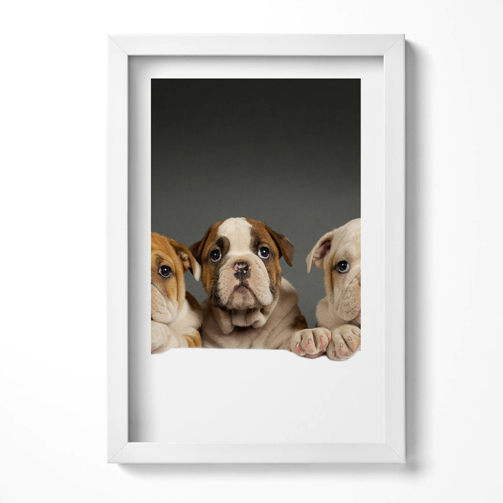 Tablou living cu rama decorativ Trei căței de câine