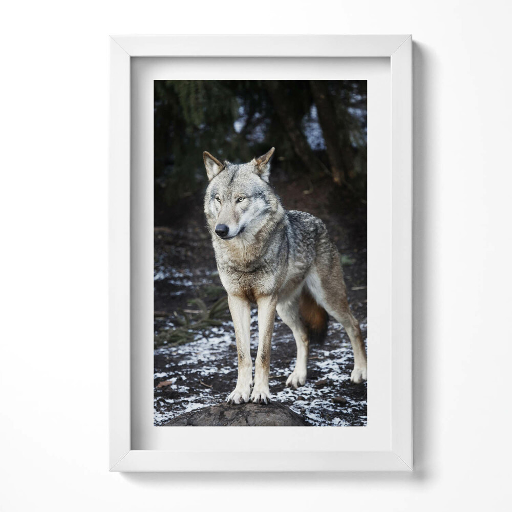 Tablou rama decorativ Lupul sălbatic în pădure