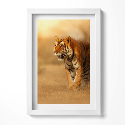 Tablou living cu rama decorativ Tigru sălbatic la vânătoare