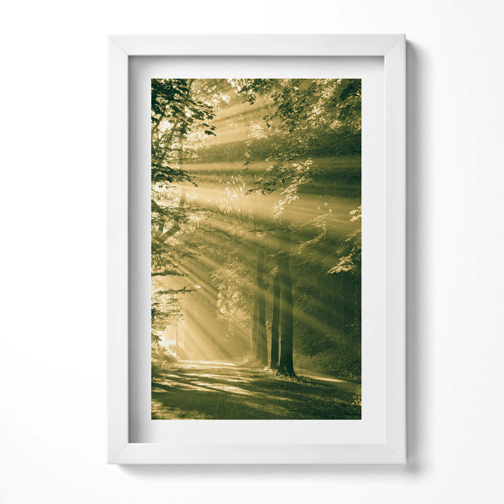 Tablou living cu rama decorativ Razele soarelui în pădure
