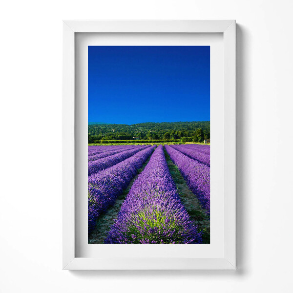 Tablou living cu rama decorativ Câmp de lavandă în Provence