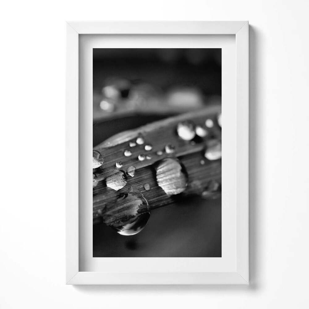 Tablou living cu rama decorativ Frunză de Rosa Alb-Negru